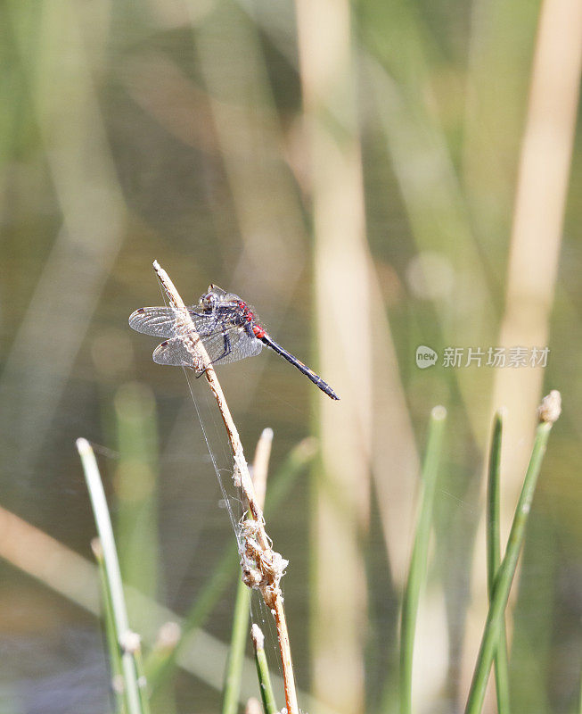 白面飞镖蜻蜓(Leucorrhinia dubia)雄性